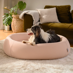 How Better Sleep Spaces Are Changing the Way We Care for Dogs