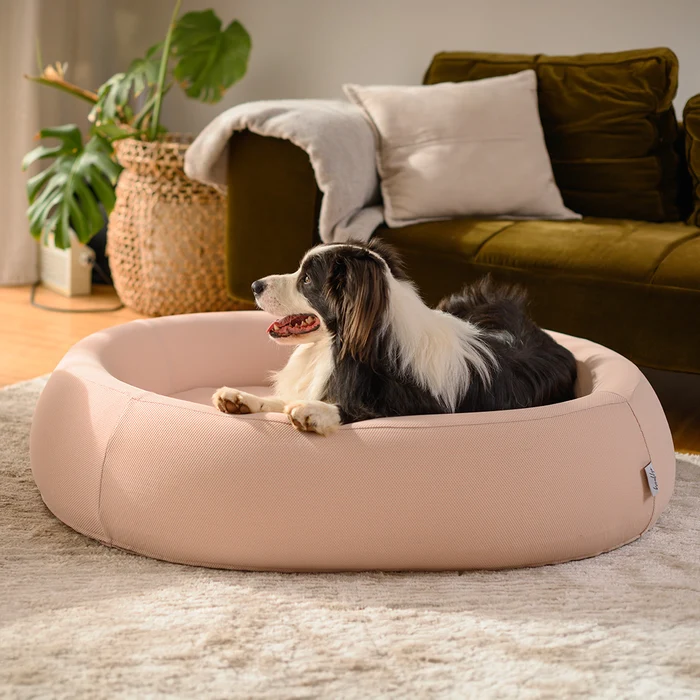 How Better Sleep Spaces Are Changing the Way We Care for Dogs